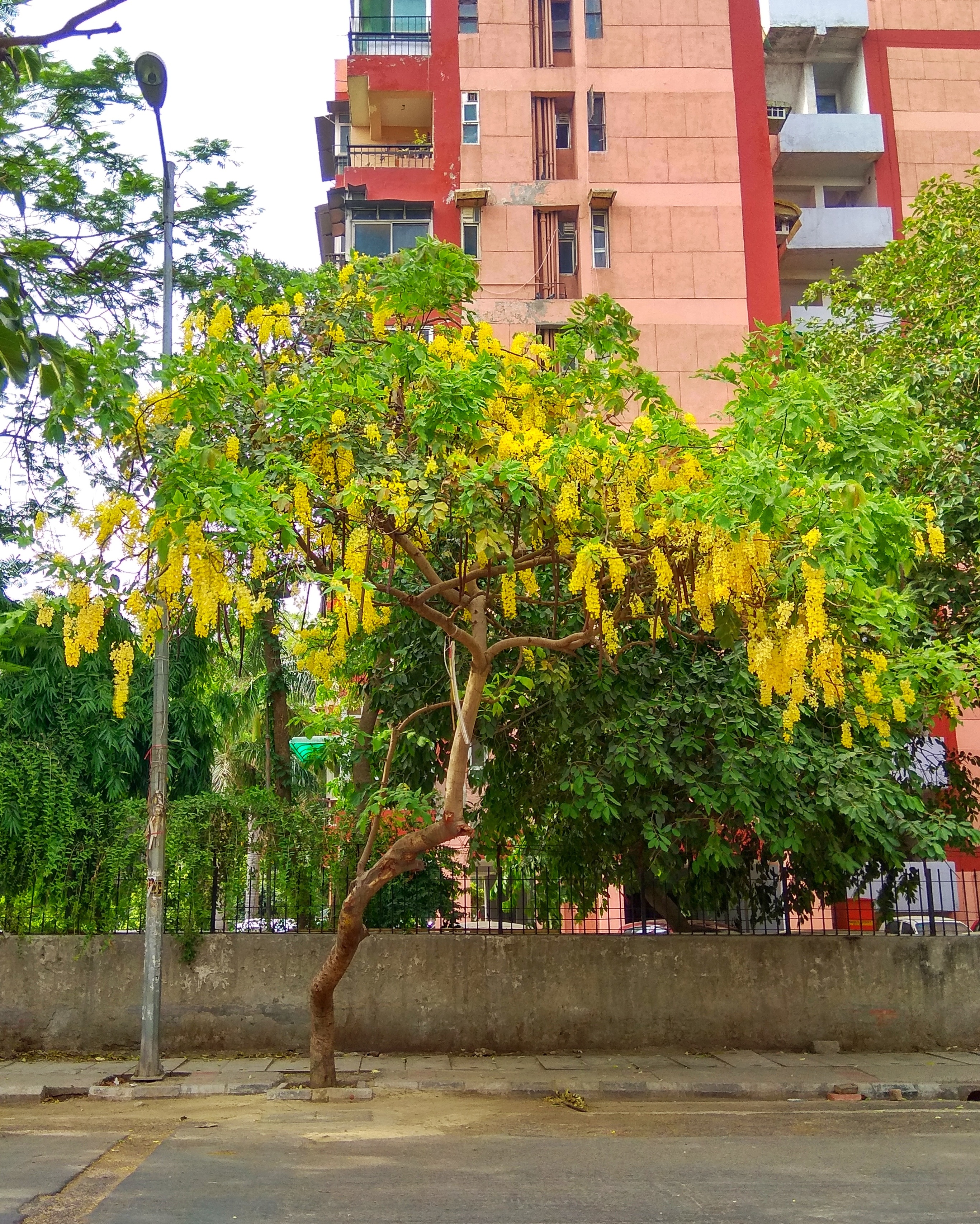 Golden Shower Tree (cassia fistula)