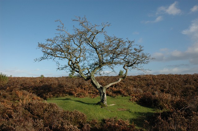 Hawthorn tree, near Pig Bush - geograph.org.uk - 289076