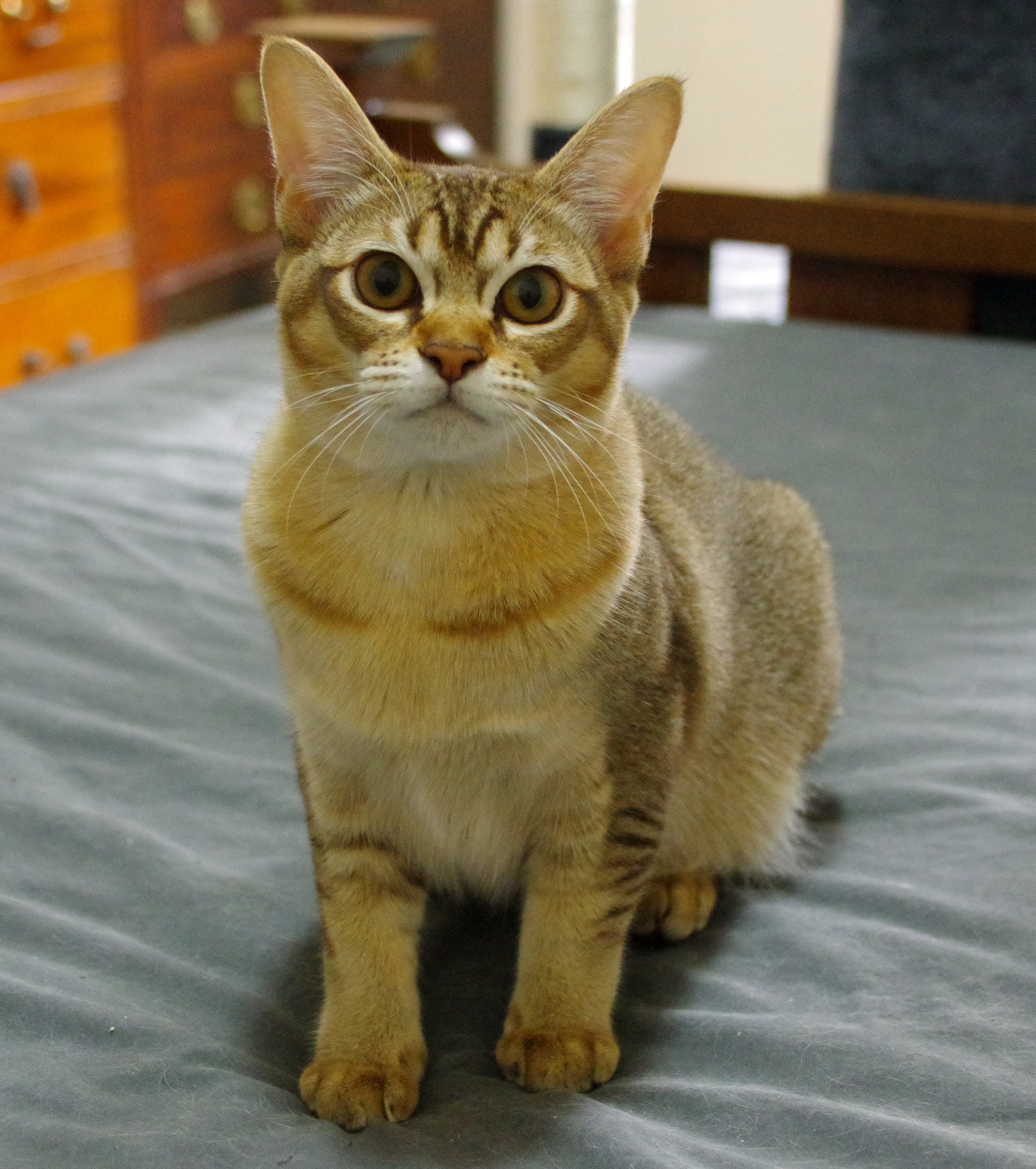 The Kitten, Simon's Cat Wiki