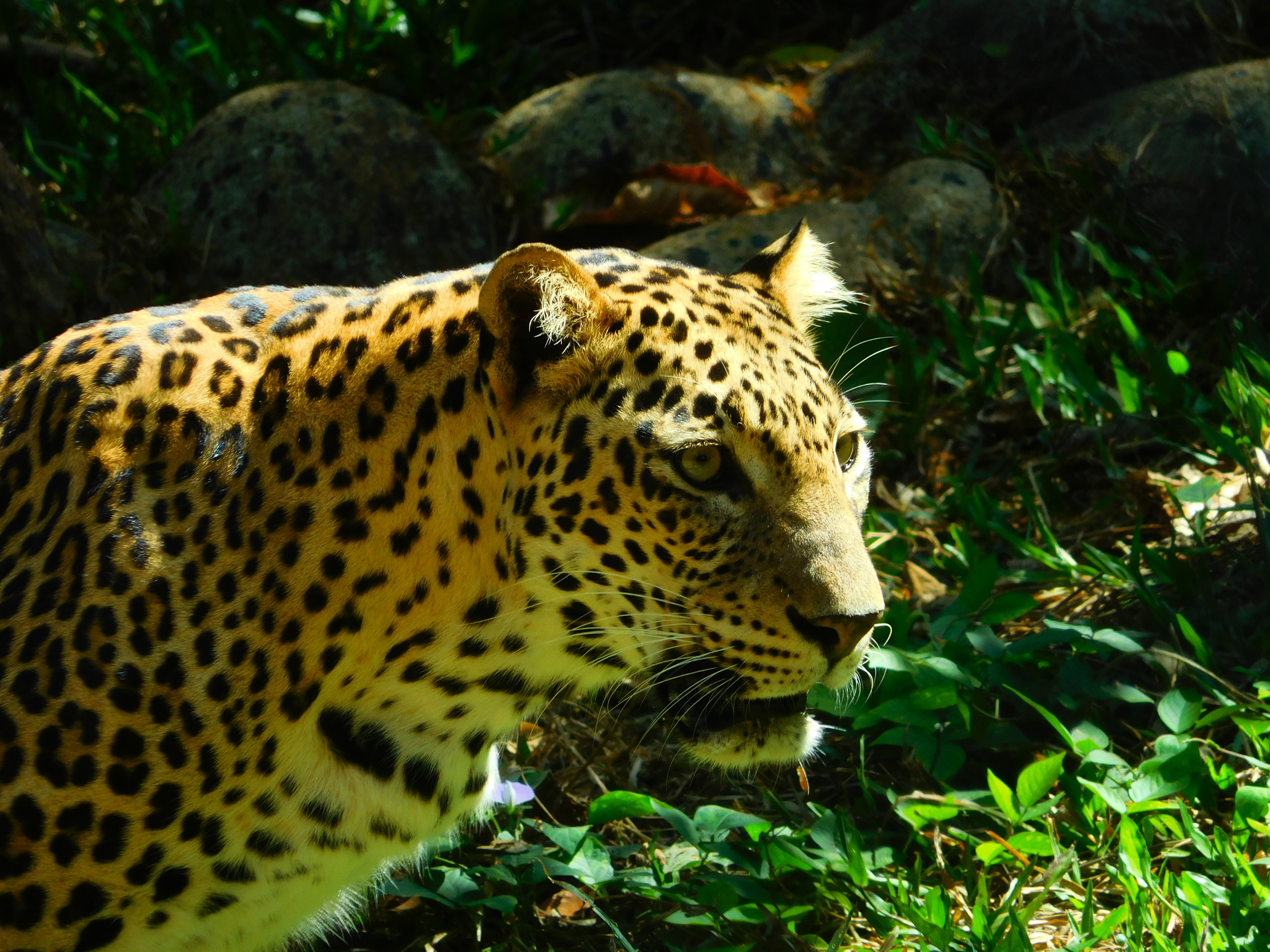 Were leopard. Леопард в Индии. Анатолийский леопард. Индийский леопард леопарды. Леопарды в Турции.