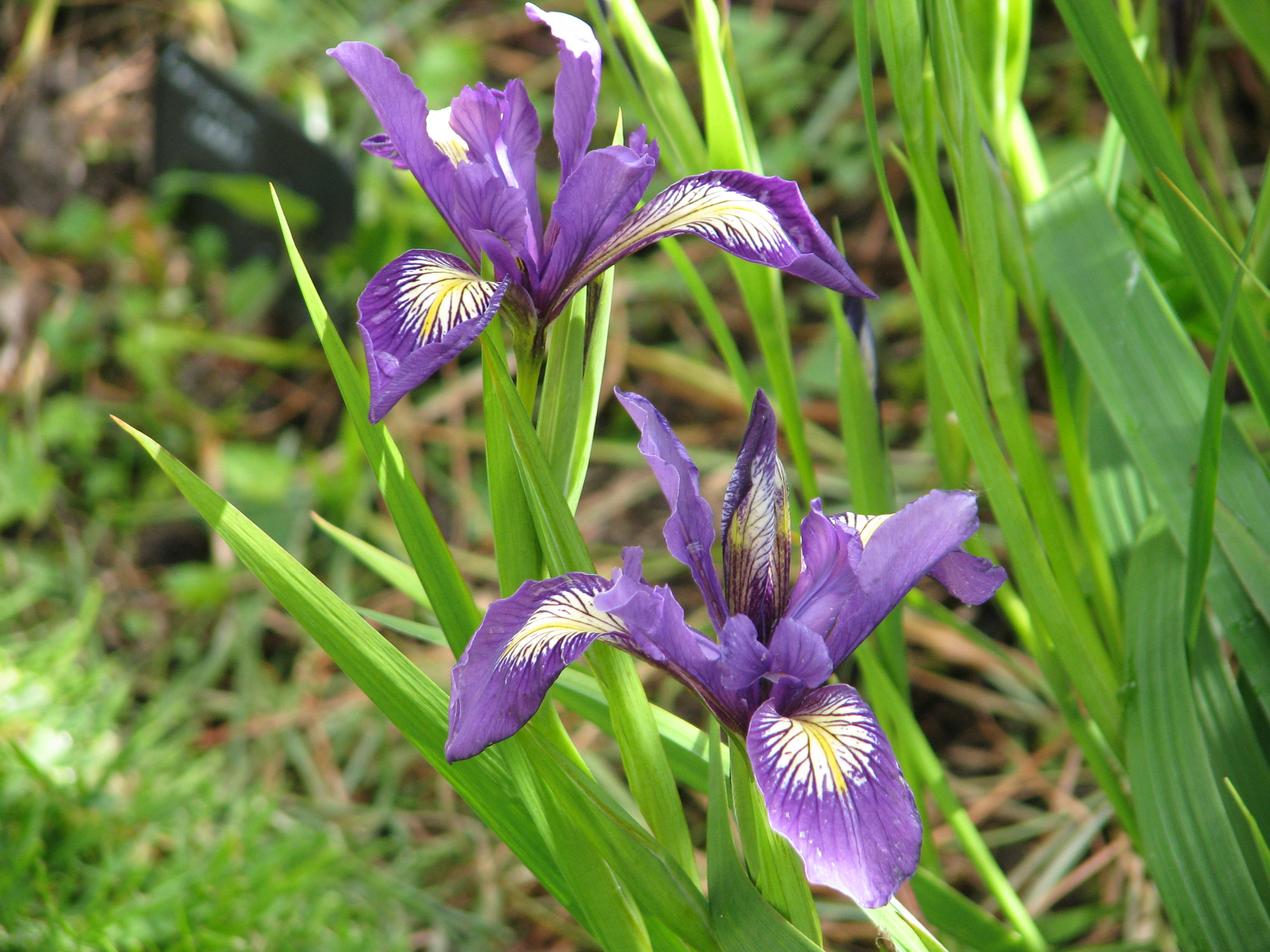 Iris douglasii? (13993426877).jpg