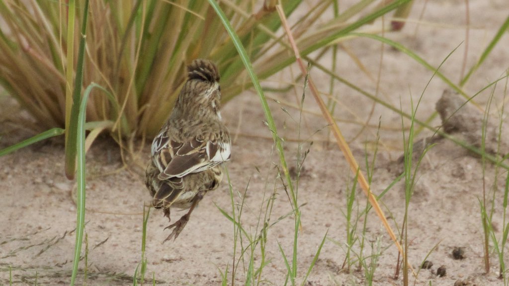 Lark Bunting - Willow Tank - Portal - AZ - 2015-09-10at10-34-0313 (21900072766).jpg