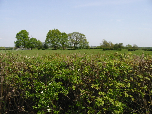 File:Looking E across the hedrow from Mounts Lane - geograph.org.uk - 788544.jpg