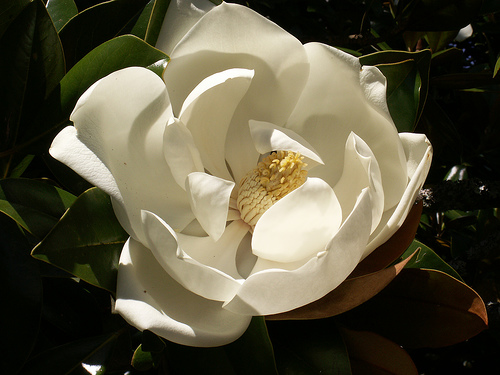 File:Magnolia grandiflora1Stuart Yeates.jpg