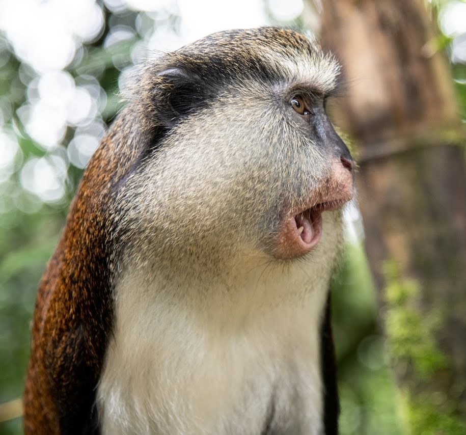 Mona monkey - Wikipedia