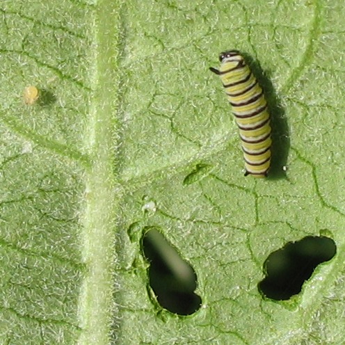 Archivo:Monarch caterpillar and egg.jpg
