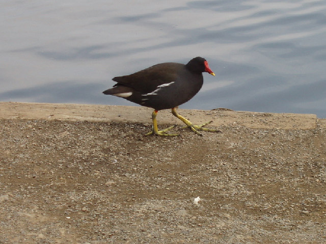 File:Moorhen on lakeside footpath - geograph.org.uk - 408990.jpg