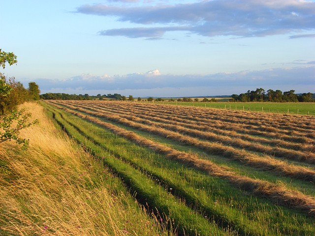 File:Mown hay near Blewbury - geograph.org.uk - 503384.jpg