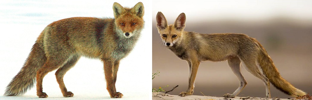 File:Northern red fox & southern desert red fox.jpg - Commons