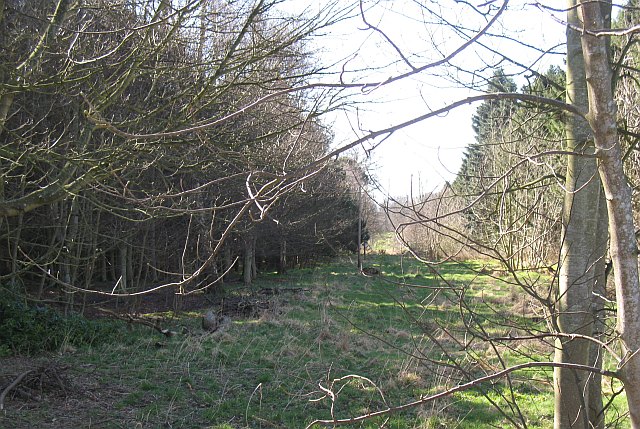 File:Old Charcoal Plantation - geograph.org.uk - 1226136.jpg