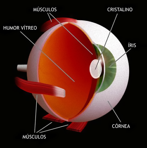 Ficheiro:Fezes Humana.jpg – Wikipédia, a enciclopédia livre