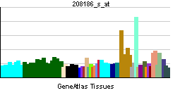 File:PBB GE LIPE 208186 s at tn.png