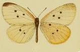 <i>Pentila bitje</i> Species of butterfly