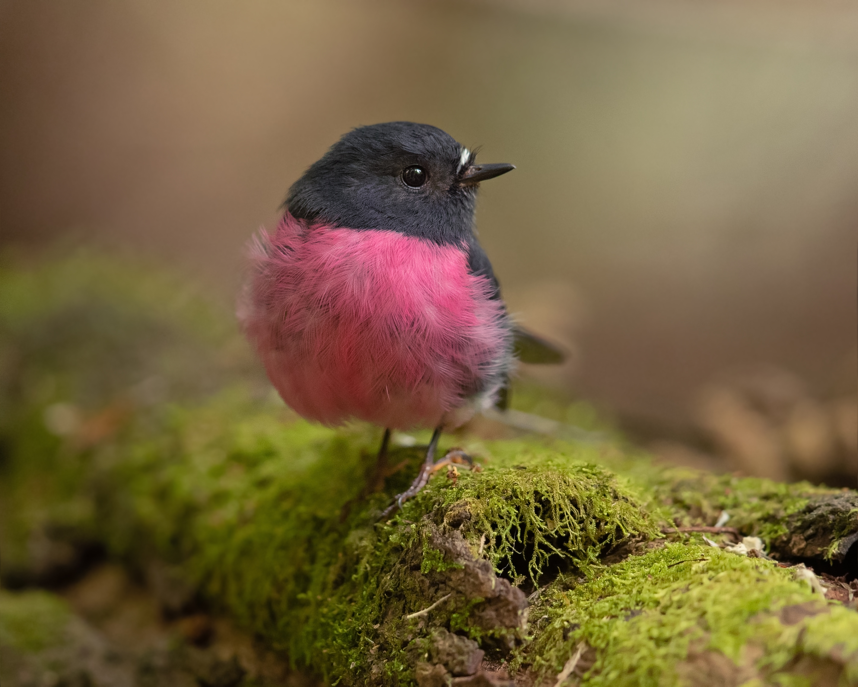 Pink robin - Wikipedia