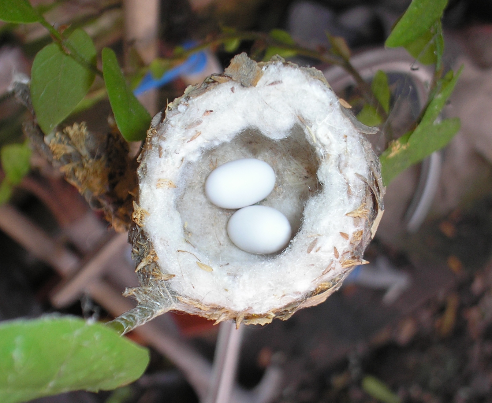 hummingbird eggs