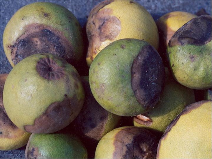 File:Pomelo fruit rot caused by Geotrichum candidum.jpg