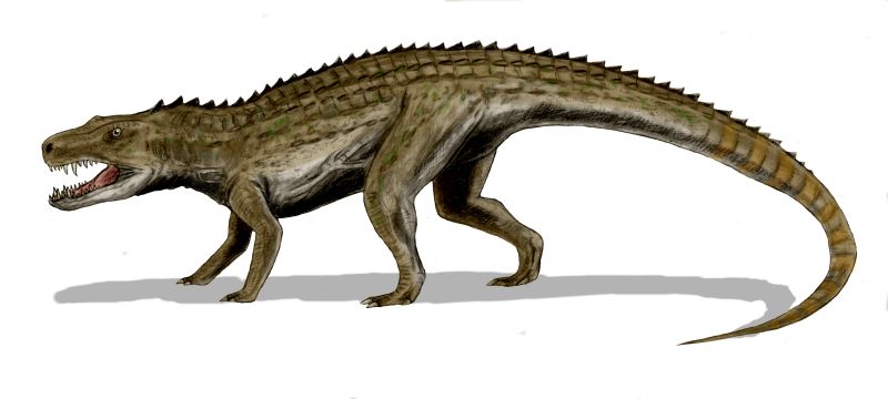 File:Postosuchus BW.jpg