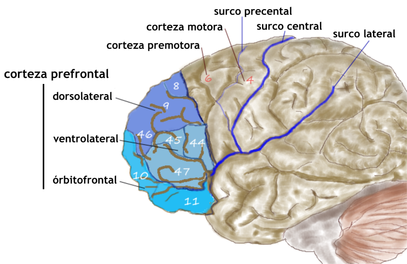 File:Prefrontal1-es.png