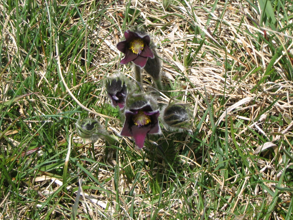 File:Pulsatilla rubra2.JPG - Wikimedia Commons