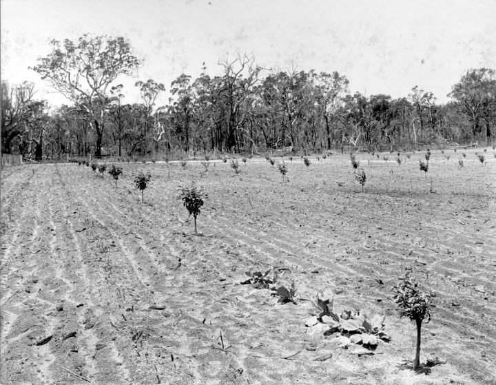 File:Queensland State Archives 2643 Trees just planted Stanthorpe October 1918.png