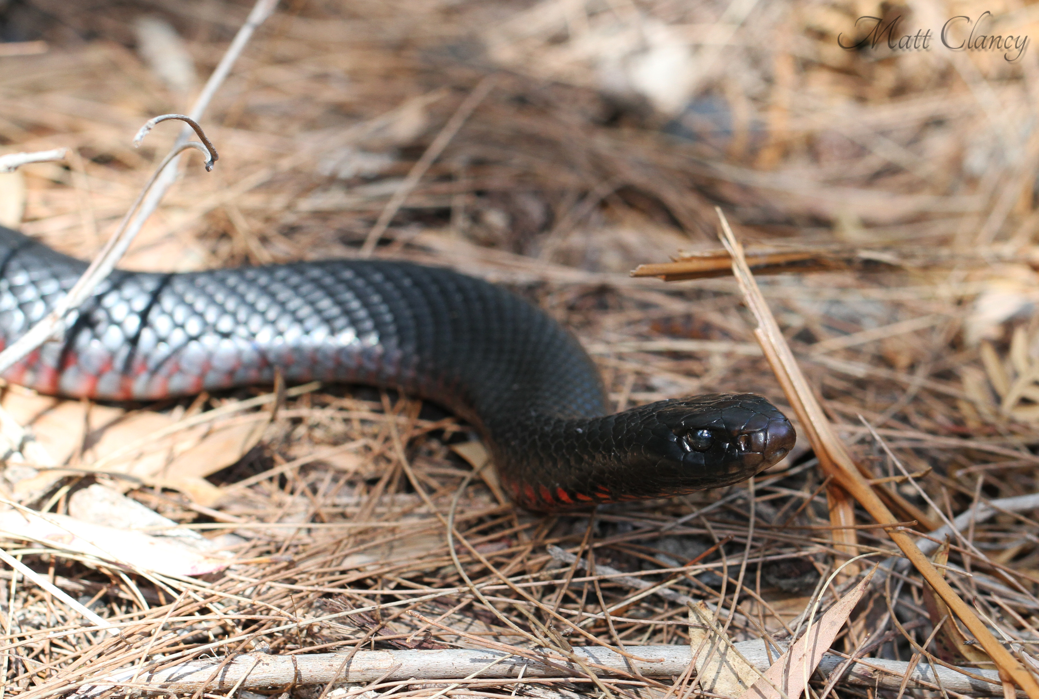 Ехидны змеи. Pseudechis porphyriacus. Ехидна змея. Черная ехидна. Чёрная змея или чёрная ехидна.