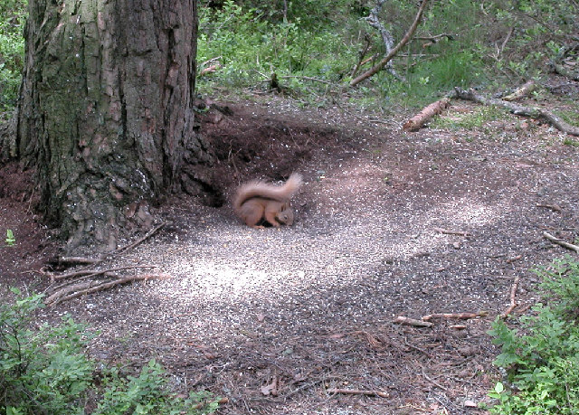 Red Squirrel - geograph.org.uk - 33099