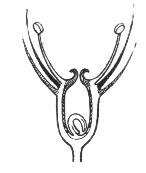 File:Schematic representation of a perigynous flower.png