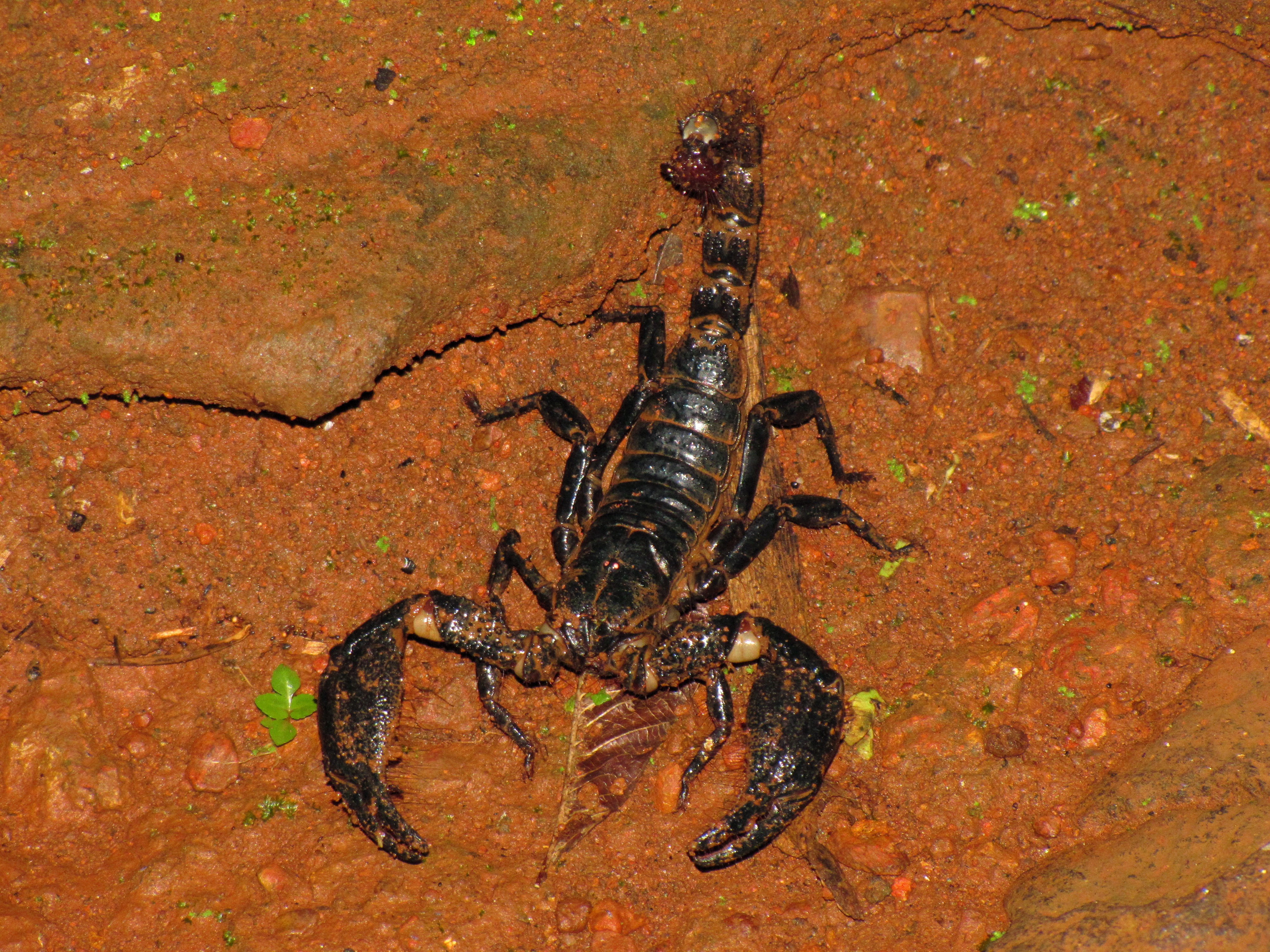 Filescorpion 9611 Wikimedia Commons