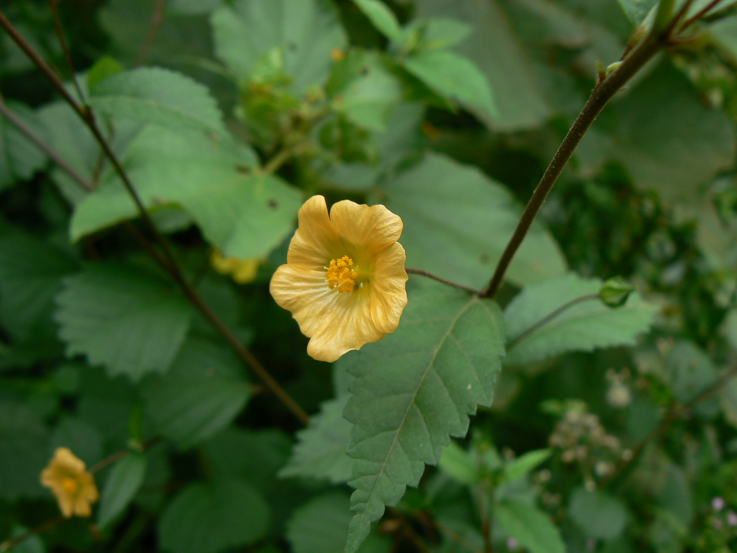 Sida spinosa detail - FSUS