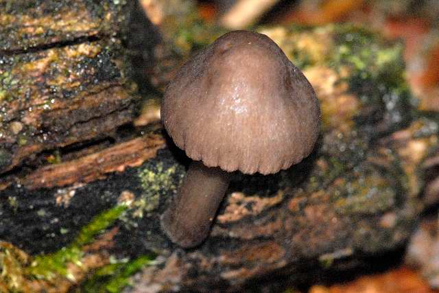 File:Simocybe.sumptuosa.-.lindsey.jpg