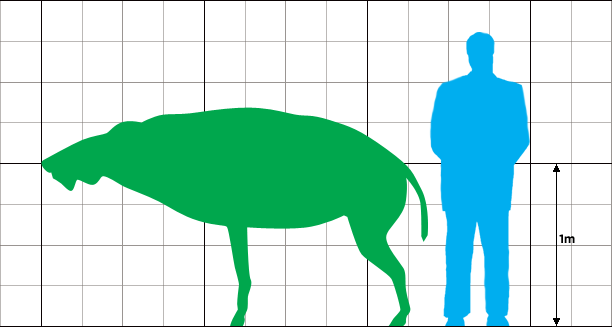 Entelodon deguilhemi Size_comparison_between_Entelodon_deguilhemi_and_a_human_male