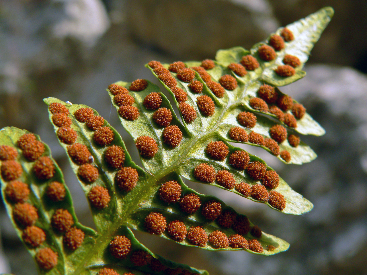 Image result for ferns spores