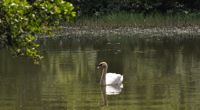 File:Swan Lake - geograph.org.uk - 1339469.jpg