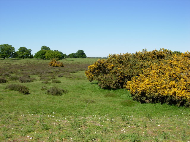 File:Thetford Heath - geograph.org.uk - 182398.jpg