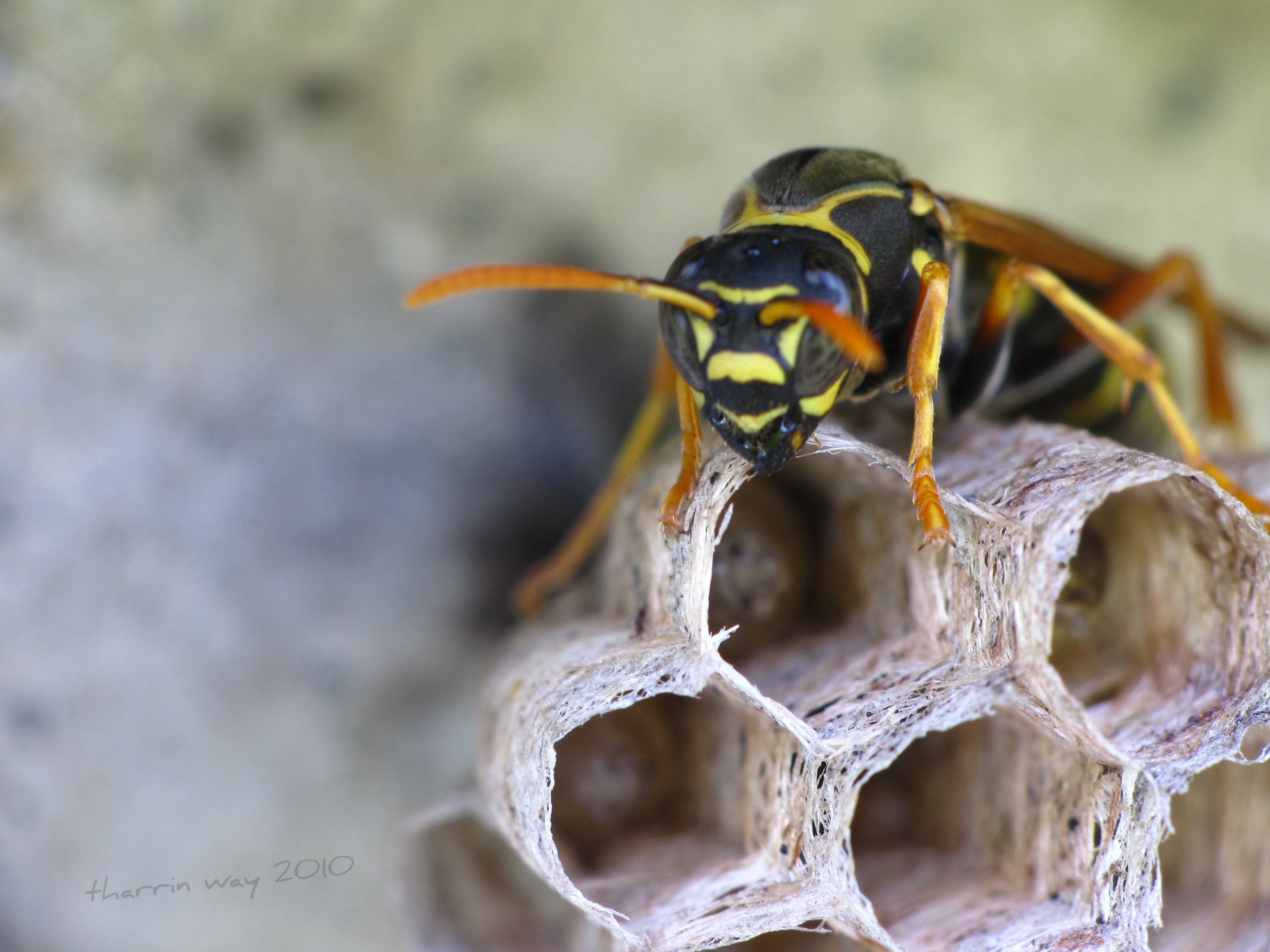 Your bee. The Wasp. Wasp Killer. How to get rid of Wasps. Обои осу.