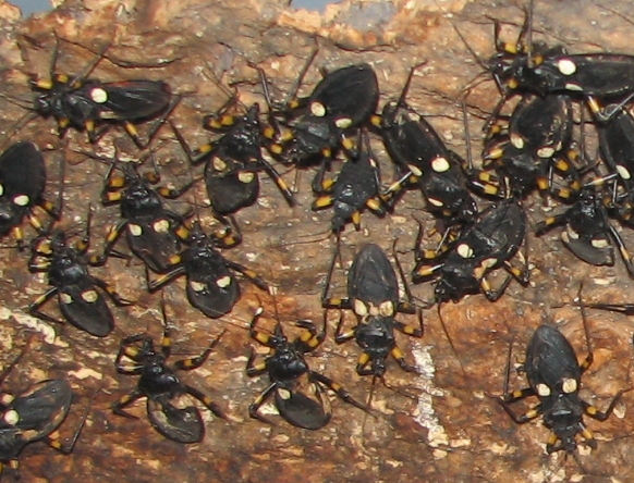 White Eyed Assassin Bug