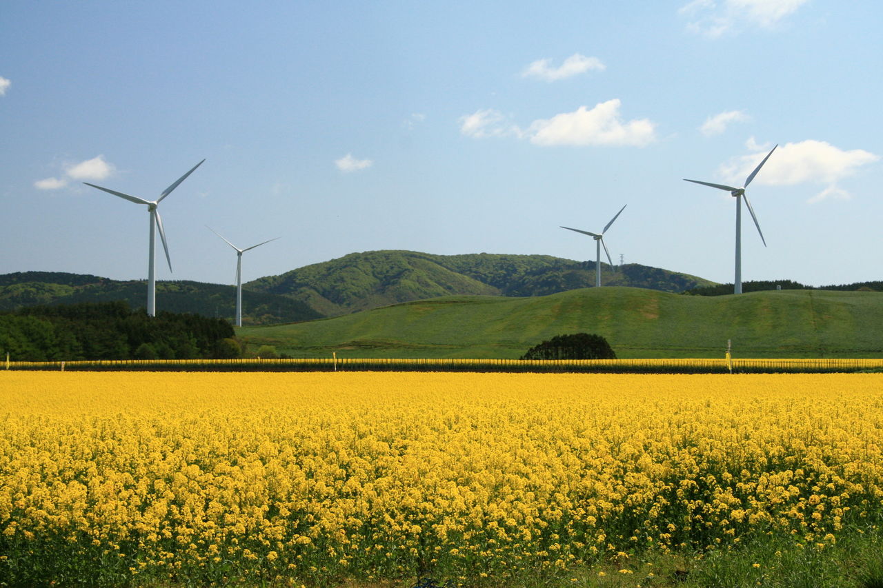 Yokohama wind farm.jpg