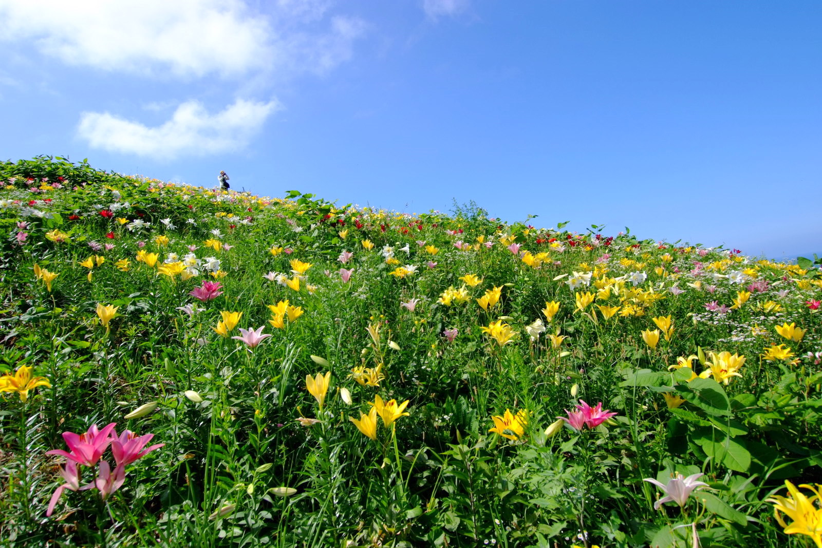 File オーンズ春香山ゆり園 Onze Harukayama Lily Garden Panoramio 4 Jpg Wikimedia Commons