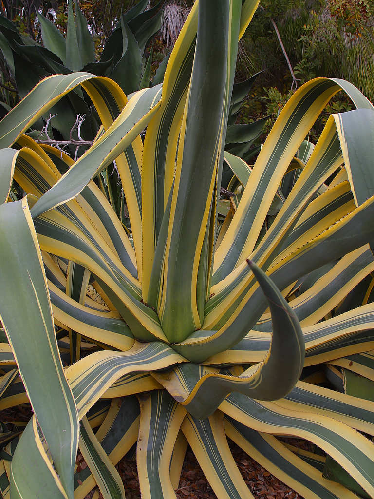 La cuerda de la planta pita