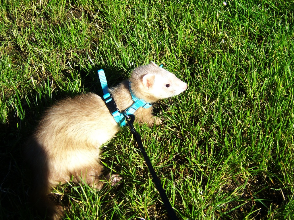 Furet, Wiki Animaux