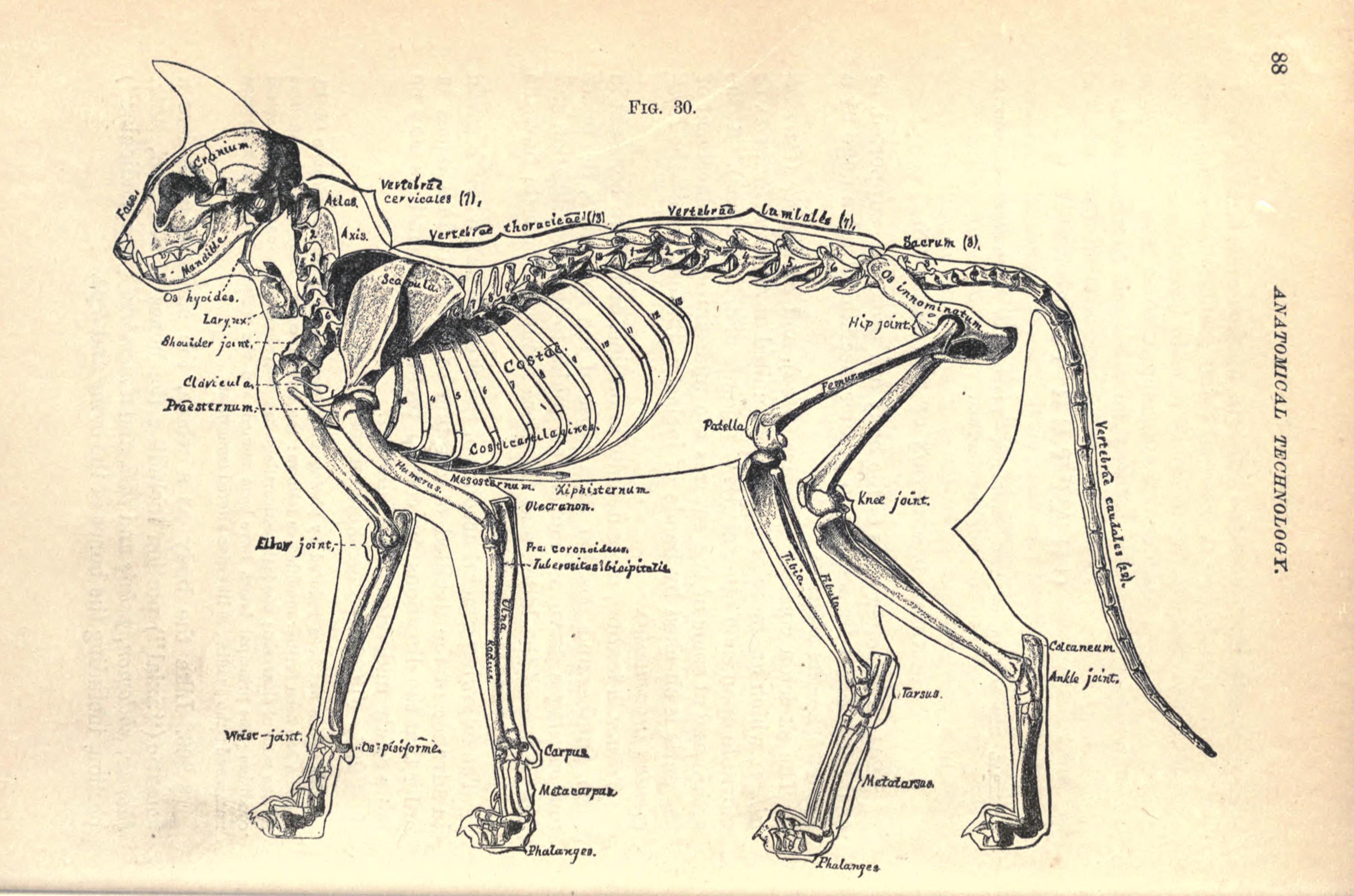 Внешнее строение кошки кратко. Строение скелета котенка. Анатомия кошки скелет и мышцы. Анатомия кошки мышцы,кости. Скелет кота анатомия лапы.