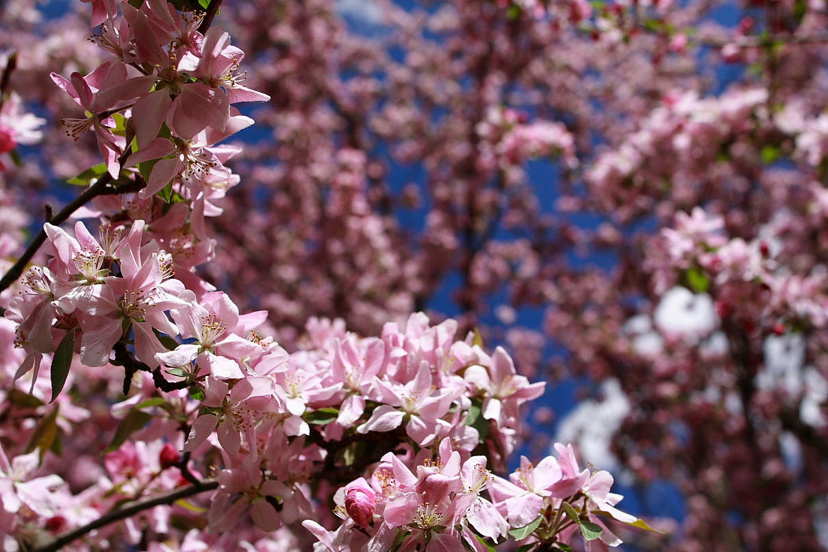 File Apple Blossom Flowers West Virginia Forestwander Jpg Wikimedia Commons