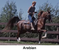 File:Arabiantrotting (5843218826).jpg