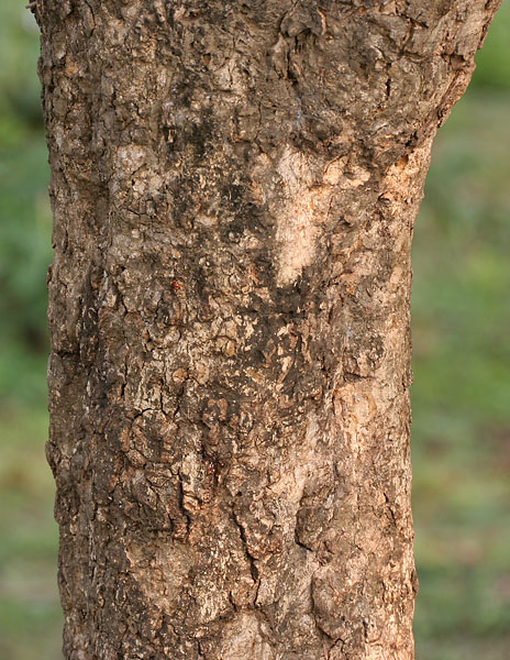 File:Bael (Aegle marmelos) trunk at Narendrapur W IMG 4113.jpg