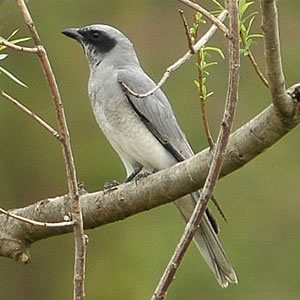 Černá housenka (Coracina novaehollandiae)