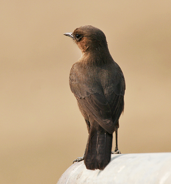 File:Brown Rock-chat (Cercomela fusca) at Hodal Iws IMG 1256.jpg