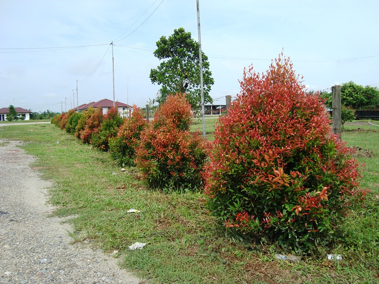 Gambar Daun Pucuk Merah - Gambar Keren Hits