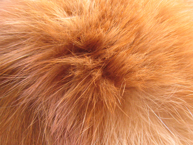 Cat's hair close-up.