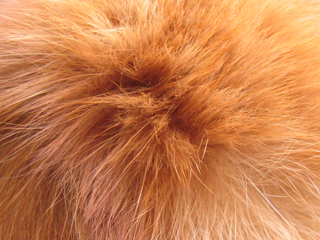 File:Cats hair.jpg