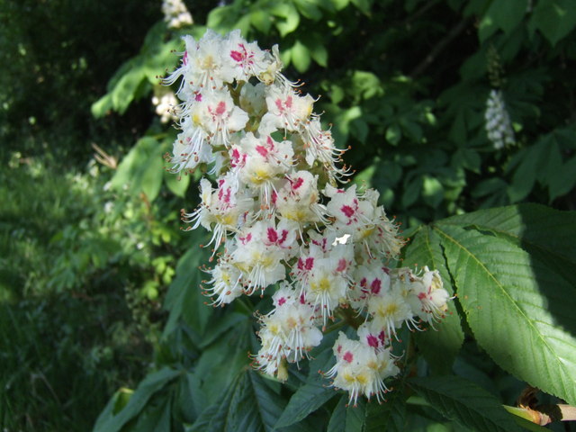 File:Chestnut flower - geograph.org.uk - 421476.jpg